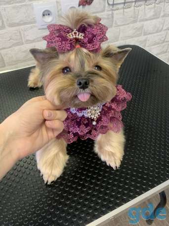 Стрижка собак и котов!!!, фотография 3