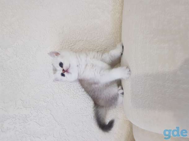 Шотландский котенок, фотография 5