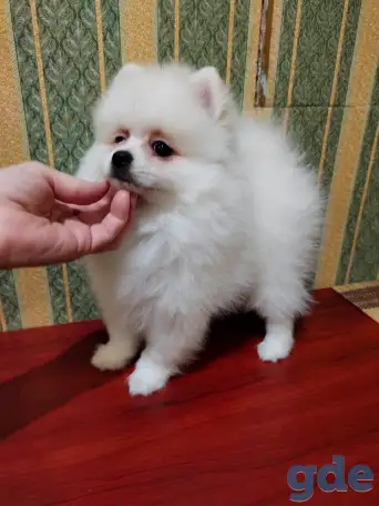 Маленькие пушистики, фотография 7