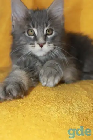 1 Котенок Мейн кун, фотография 2