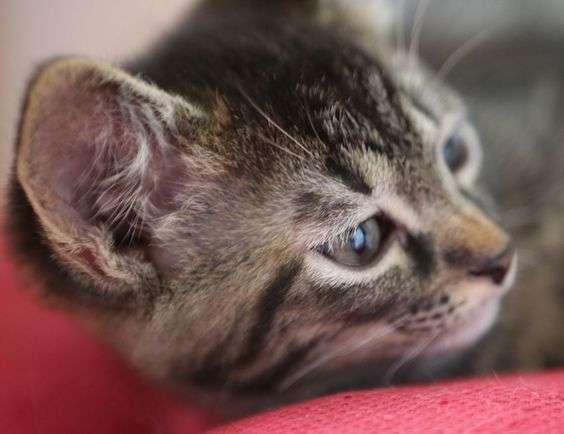 Отдам котят., фотография 1