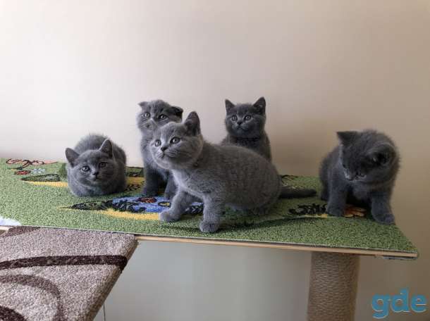 Шотландские котята, фотография 4