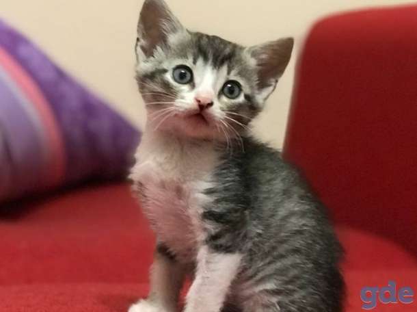 Котята в дар, фотография 2