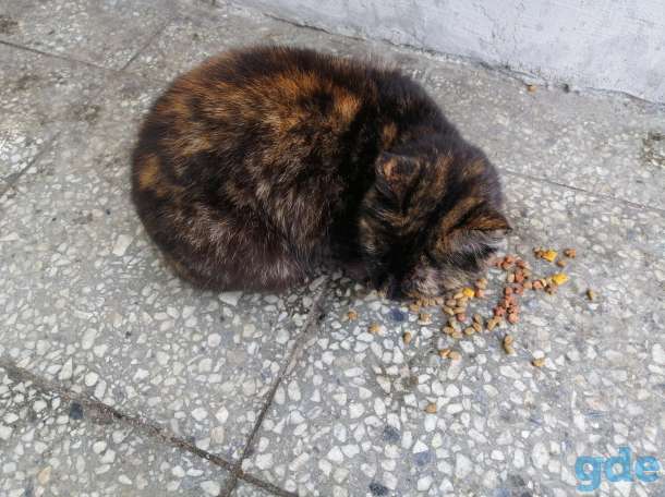 НАЙДЕН КОТИК, фотография 3