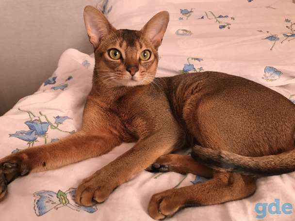 Абиссинский котик с родословной, фотография 5