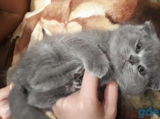 шотландские котята, фотография 2