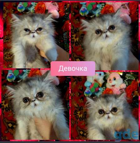 Персидские котята. Экстремалы., фотография 3