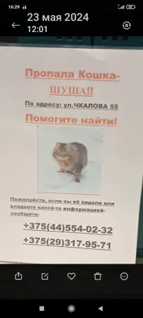 Потерялась кошка, фотография 1