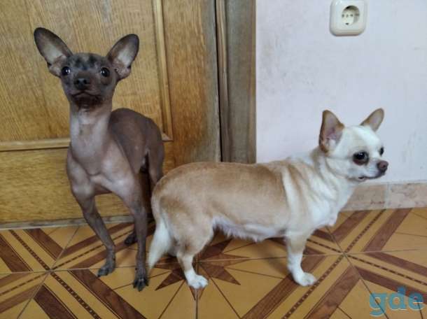 Продам ксолоитцкуинтли, фотография 2