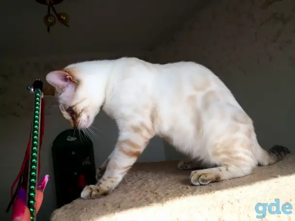 Бенгальские котята снежные барсы, фотография 5