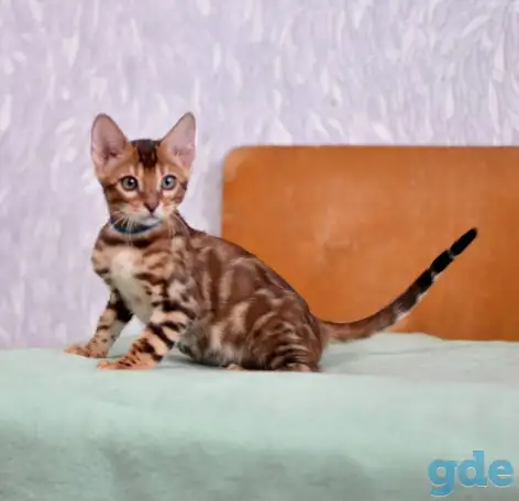 Лучшие бенгальские котята, фотография 5