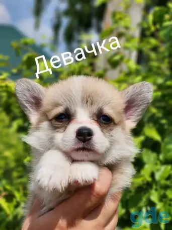 Вельш-корги пемброк., фотография 3
