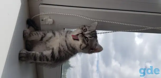 Котята шотландской короткошерстной, фотография 5