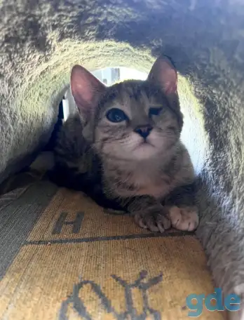 Котенок в дар, фотография 2