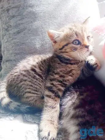 Шотландские котята, фотография 7