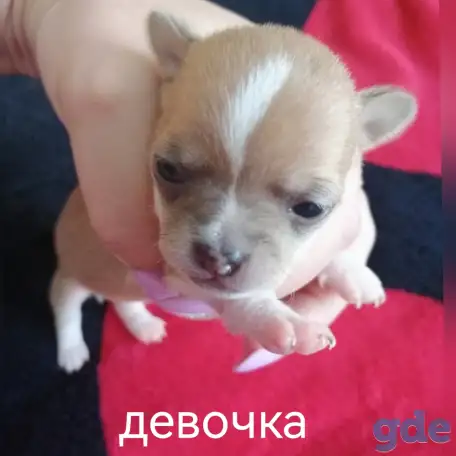 Щенки чихуахуа, фотография 2