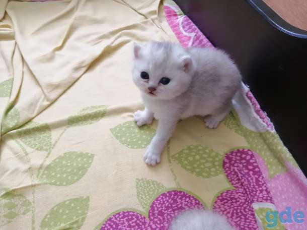Котята, фотография 3