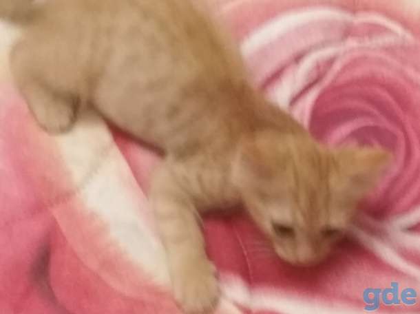 Отдам рыжего котёнка в хорошие руки, фотография 2