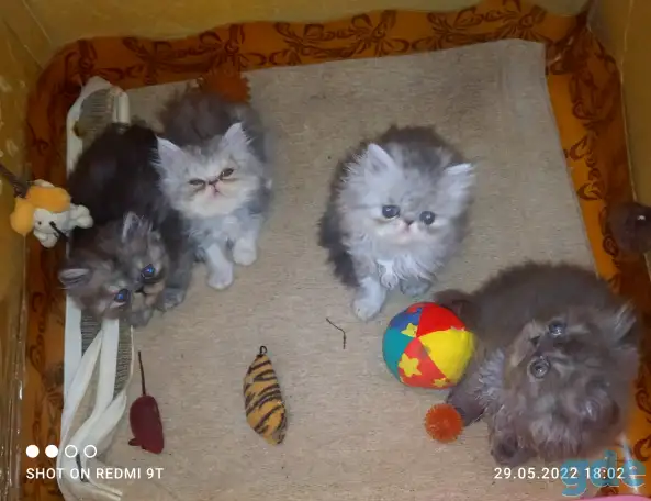 Персидские котята Экстремального типа чистокровные. Персы., фотография 7