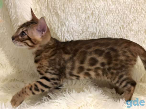 Шикарные бенгальские котята, фотография 4