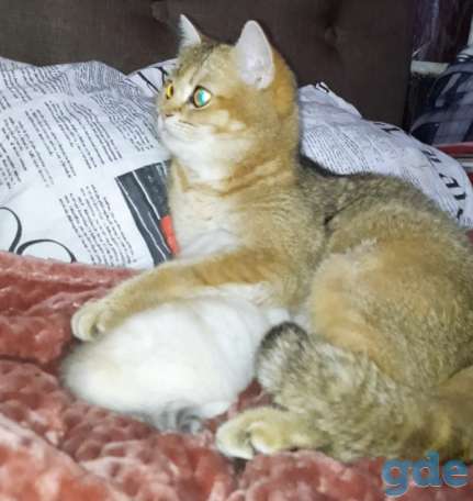 Шотландские котята, фотография 8