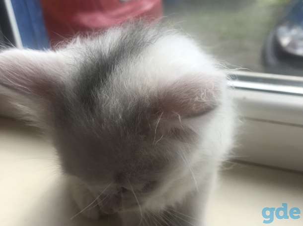 котята в дар, фотография 3