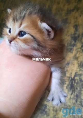 Хайленд страйт, фотография 2