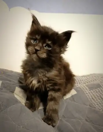 Котята Мейн-кун, фотография 7