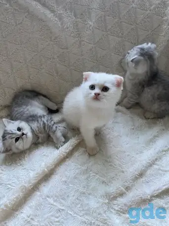 Шотландские милашки, фотография 15