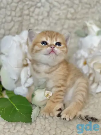 Шотландские котята ЗОЛОТАЯ ШИНШИЛЛА, фотография 12