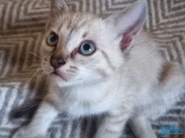 Тайский котенок, фотография 2