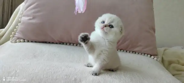 Шотландские котята, фотография 4