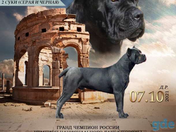 Щенки итальянского кане корсо, фотография 1