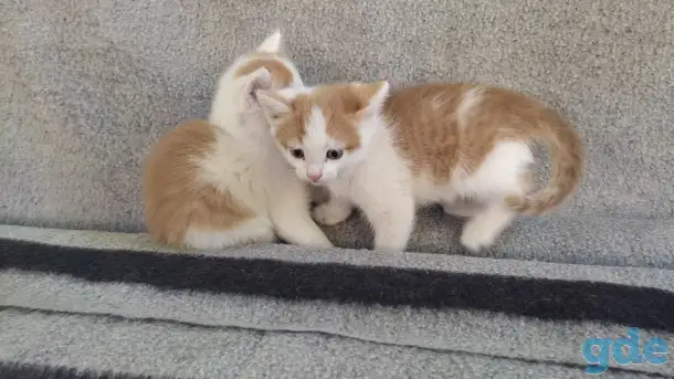 Котята, фотография 7