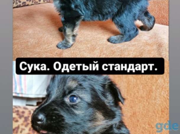 Щенки немецкой овчарки, фотография 4