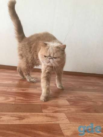 Продам кошку, фотография 1