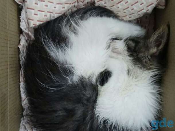 Котенок в дар, фотография 4