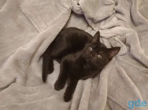 Черный котенок 3 мес. мальчик, фотография 2