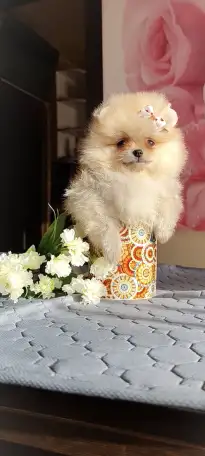 Померанский шпиц, щенки. Мини мишки, фотография 6