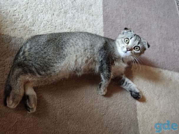 Шотландский вислоухий котенок, фотография 1