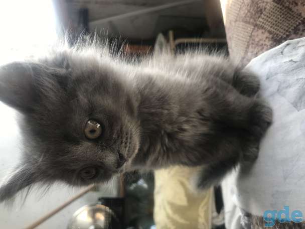 Котята, фотография 1