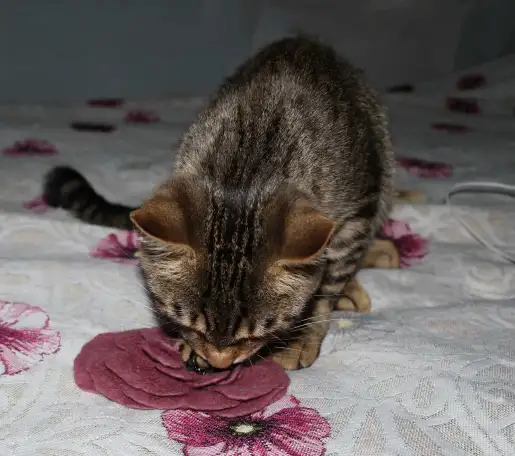 Домашний котенок 4 мес. Друг во всём. Залазит на плечи и целуется, фотография 13