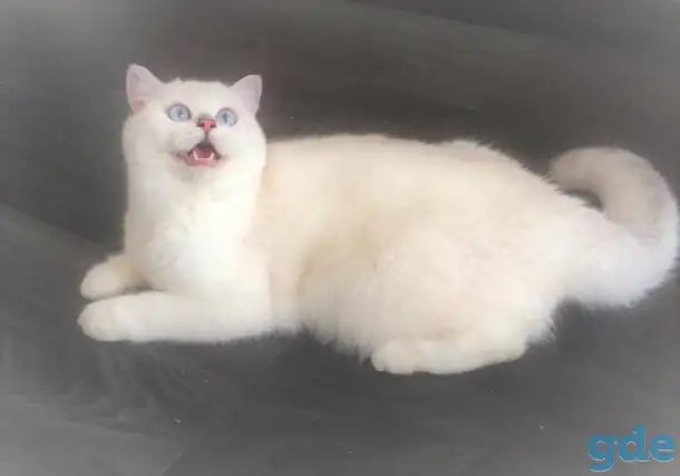 Британская серебристая шиншилла - КОТИК, фотография 3