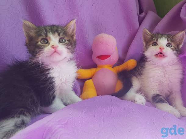 Котята бесплатно,коты., фотография 2