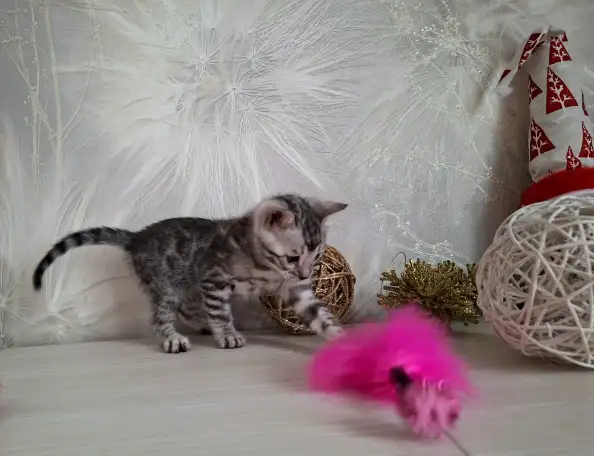Бенгальские котята, фотография 3