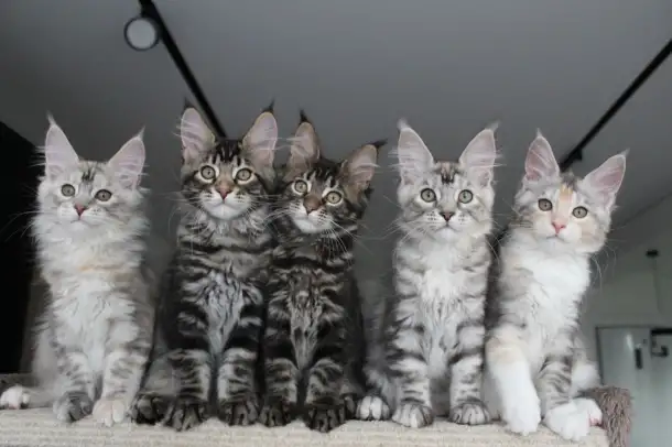 Мейн-кун котята, фотография 6