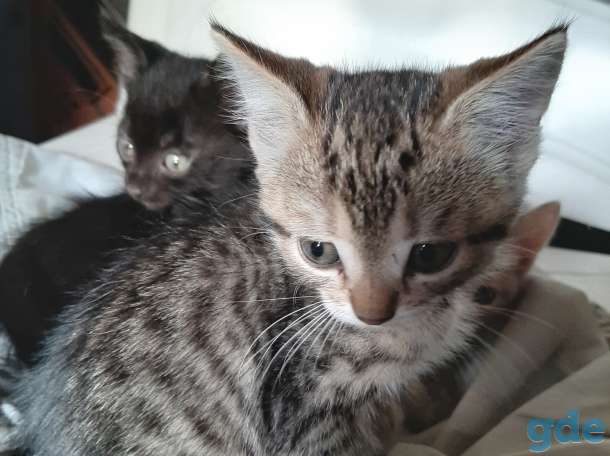 Котята ищут себе дом, фотография 2