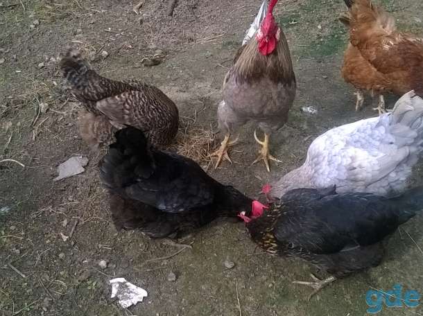 продажа кур, фотография 1