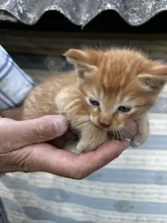 Котята 2 месяца, фотография 1