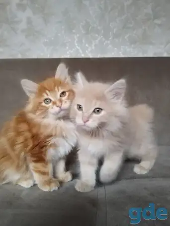 Курильский бобтейл, фотография 9